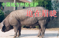 中国地方种猪