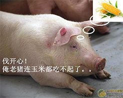 饲料业与养猪业如何“把手共欢”？