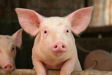 养殖成本增加导致生猪供应量下降