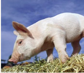 预计在8月份企稳的猪价，三季度或将持续涨势