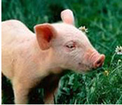 业内：母猪存栏下降 猪价存在持续上涨至明年的可能