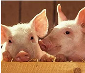 8月猪价反弹 养猪人的第二春来了？