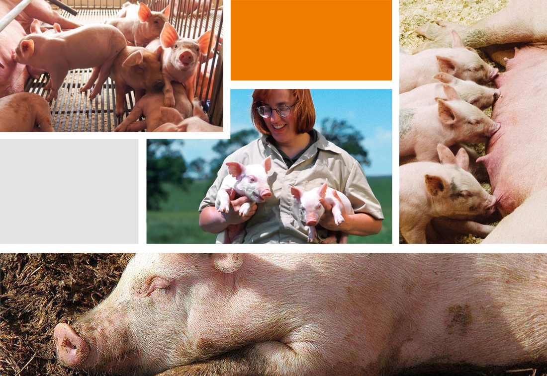 如何提高三元母猪繁殖性能？普丹美“有料”！