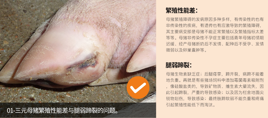 三元母猪繁殖性能差与腿弱蹄裂的问题。