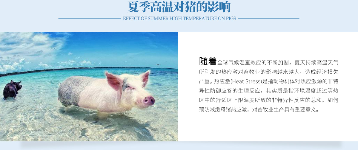 夏季高温对猪的影响