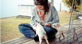 夏秋季节养好猪群可选用的11种食疗饲料