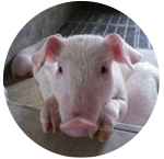 怎样提高猪场消毒剂的使用效果