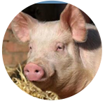 猪多发性浆膜炎是一种接触性传染病