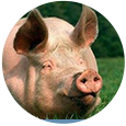 猪细菌性呼吸系统疾病：变化与防控