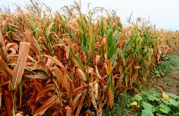 大面积干旱，玉米价格创新高