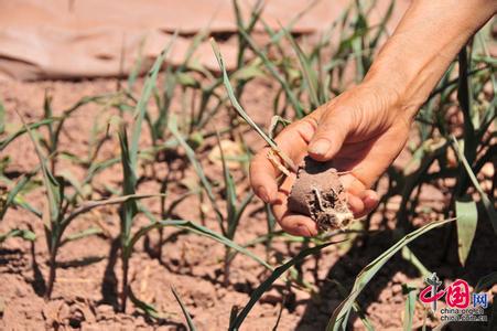旱灾影响国内玉米价格三月涨幅21%