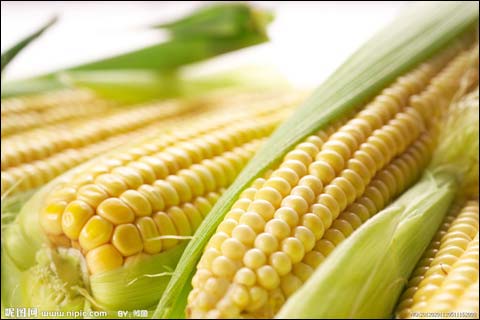 玉米需求转旺 价格稳中趋升