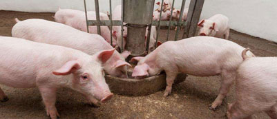 “排污费”取消 500头以上猪场征税