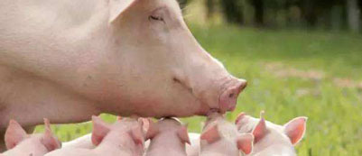 生猪产能持续降低