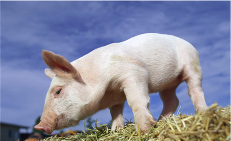 猪瘟的流行特点及常用防疫措施