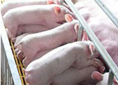 母猪生产瘫痪的预防