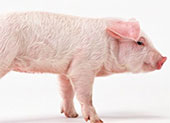 母猪产前怎么控制饲料的投喂？