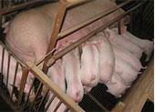 母猪产后关键时期的饲养管理 你做对了吗？