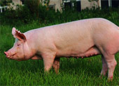影响母猪繁殖性能主要的几种维生素